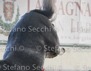 Berlin dei Folletti TosTour2013- S4 6294 : Arezzo, Arezzo Equestrian Centre, Berlin dei Folletti, Cavalli d'Italia, Toscana Tour 2013, foto di Stefano Secchi ©